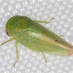 Batracomorphus sp. (genus) (An Iassinae leafhopper) at Melba, ACT - 2 Feb 2025 by kasiaaus