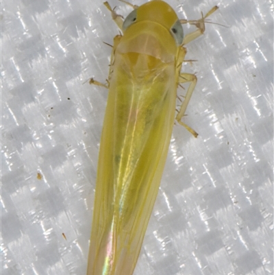 Anzygina sp. (genus) (A leafhopper) at Melba, ACT - 2 Feb 2025 by kasiaaus