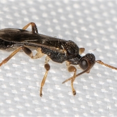 Phanerotoma sp. (genus) (A Braconid wasp) at Melba, ACT - 2 Feb 2025 by kasiaaus