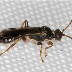 Phanerotoma sp. (genus) at Melba, ACT - 2 Feb 2025 11:17 PM