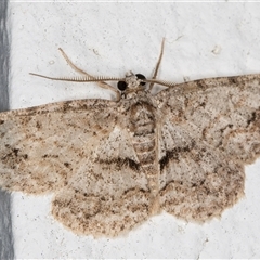 Didymoctenia exsuperata (Thick-lined Bark Moth) at Melba, ACT - 17 Jan 2025 by kasiaaus