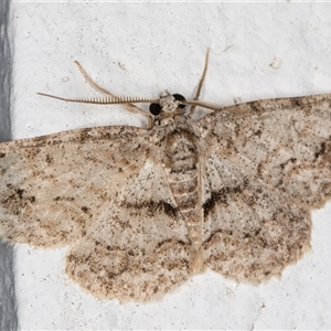 Didymoctenia exsuperata (Thick-lined Bark Moth) at Melba, ACT - 17 Jan 2025 by kasiaaus