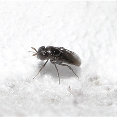 Chalcidoidea (superfamily) (A gall wasp or Chalcid wasp) at Yarralumla, ACT - 31 Jan 2025 by TimL