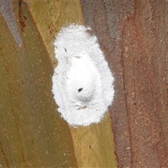 Chalcidoidea (superfamily) at Yarralumla, ACT - 31 Jan 2025 01:21 PM