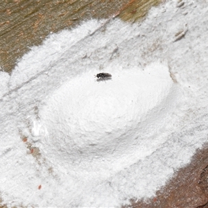 Chalcidoidea (superfamily) at Yarralumla, ACT - 31 Jan 2025 01:21 PM