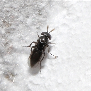 Chalcidoidea (superfamily) at Yarralumla, ACT - 31 Jan 2025 01:21 PM