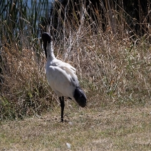 Threskiornis molucca (Australian White Ibis) at Belconnen, ACT - 4 Feb 2025 by AlisonMilton