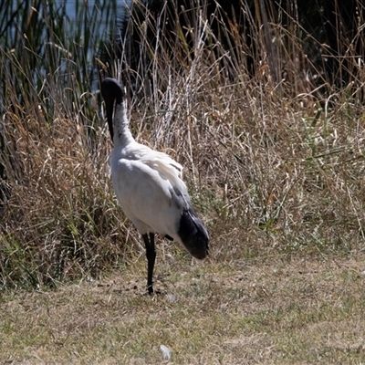 Threskiornis molucca (Australian White Ibis) at Belconnen, ACT - Yesterday by AlisonMilton