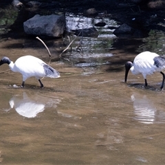 Threskiornis molucca (Australian White Ibis) at Lawson, ACT - Yesterday by AlisonMilton