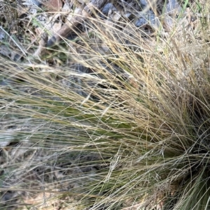 Nassella trichotoma (Serrated Tussock) at Cook, ACT by lbradley