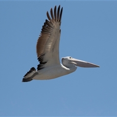 Pelecanus conspicillatus (Australian Pelican) at Belconnen, ACT - 4 Feb 2025 by AlisonMilton