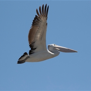 Pelecanus conspicillatus at Belconnen, ACT - 4 Feb 2025 12:15 PM