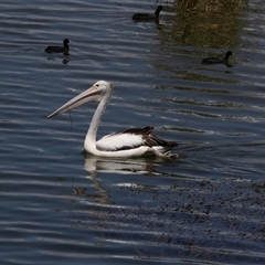 Pelecanus conspicillatus at Belconnen, ACT - 4 Feb 2025 12:15 PM