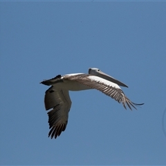 Pelecanus conspicillatus at Belconnen, ACT - 4 Feb 2025 12:15 PM