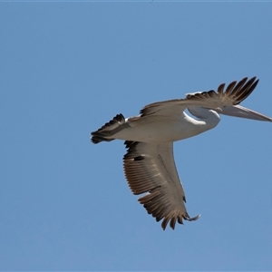 Pelecanus conspicillatus at Belconnen, ACT - 4 Feb 2025 12:15 PM