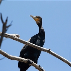 Phalacrocorax carbo (Great Cormorant) at Belconnen, ACT - 4 Feb 2025 by AlisonMilton