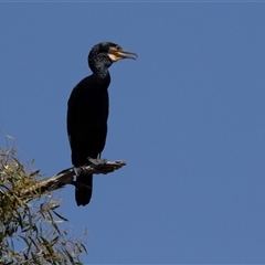 Phalacrocorax carbo at Belconnen, ACT - Yesterday 12:27 PM