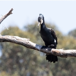 Phalacrocorax carbo at Belconnen, ACT - Yesterday 12:27 PM