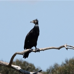 Phalacrocorax carbo at Belconnen, ACT - Yesterday 12:27 PM