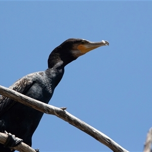 Phalacrocorax carbo at Belconnen, ACT - Yesterday 12:27 PM