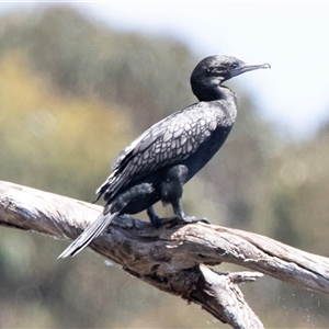 Phalacrocorax sulcirostris (Little Black Cormorant) at Belconnen, ACT - 4 Feb 2025 by AlisonMilton