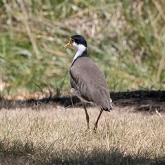 Vanellus miles (Masked Lapwing) at Belconnen, ACT - 4 Feb 2025 by AlisonMilton