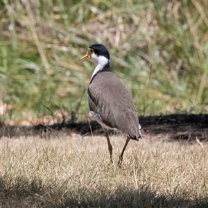 Vanellus miles at Belconnen, ACT - 4 Feb 2025 12:34 PM