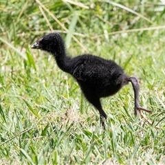 Porphyrio melanotus (Australasian Swamphen) at Belconnen, ACT - Yesterday by AlisonMilton