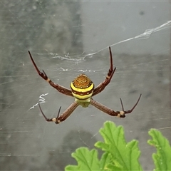 Argiope keyserlingi (St Andrew's Cross Spider) at Copmanhurst, NSW by MazzV