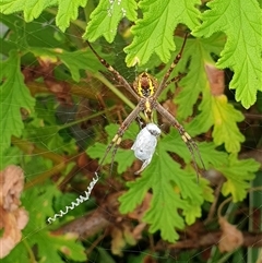 Argiope keyserlingi at suppressed - suppressed