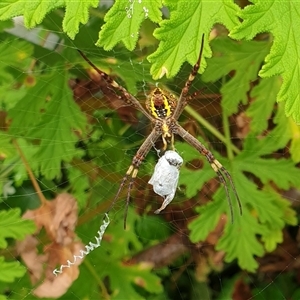 Argiope keyserlingi at suppressed - suppressed