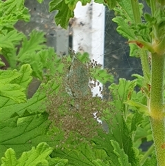 Argiope keyserlingi at Copmanhurst, NSW - suppressed