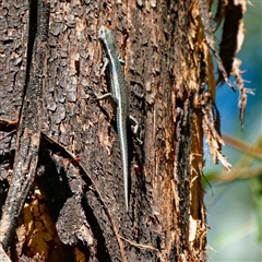 Pseudemoia spenceri (Spencer's Skink) at Cotter River, ACT - 3 Feb 2025 by DPRees125