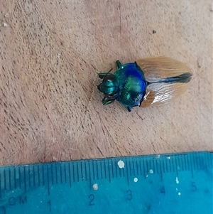 Temognatha gemmelli at Pappinbarra, NSW - 4 Feb 2025 12:04 PM
