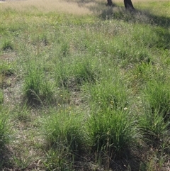 Eragrostis curvula (African Lovegrass) at Higgins, ACT - 14 Jan 2025 by pinnaCLE