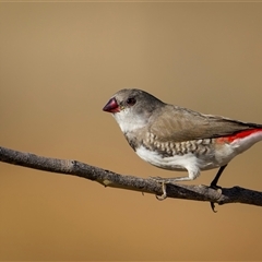 Stagonopleura guttata (Diamond Firetail) at Bellmount Forest, NSW - 3 Feb 2025 by trevsci