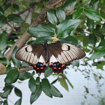 Papilio aegeus (Orchard Swallowtail, Large Citrus Butterfly) at Hawker, ACT - 3 Feb 2025 by sangio7