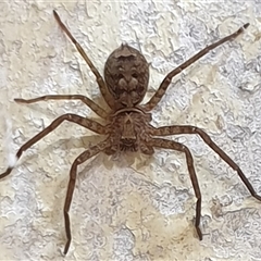 Heteropoda sp. (genus) (Huntsman spider) at Copmanhurst, NSW - 28 Dec 2024 by MazzV