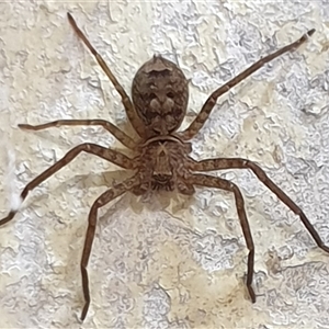Heteropoda sp. (genus) at Copmanhurst, NSW - suppressed