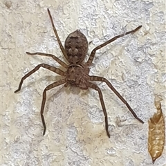 Heteropoda sp. (genus) at Copmanhurst, NSW - suppressed