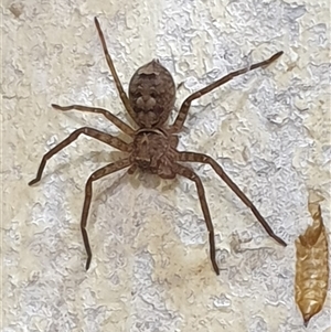 Heteropoda sp. (genus) at Copmanhurst, NSW - suppressed