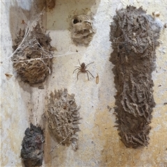 Heteropoda sp. (genus) at Copmanhurst, NSW - suppressed