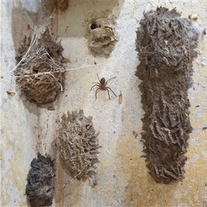 Heteropoda sp. (genus) at Copmanhurst, NSW - suppressed