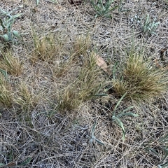 Nassella trichotoma (Serrated Tussock) at Belconnen, ACT - 4 Feb 2025 by JohnGiacon