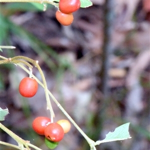 Wikstroemia indica at Sheldon, QLD - suppressed