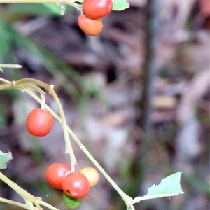 Wikstroemia indica (Bootlace Bush, Tie Bush) at Sheldon, QLD - 2 Feb 2025 by PJH123