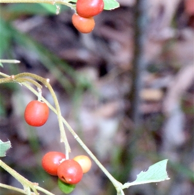 Wikstroemia indica (Bootlace Bush, Tie Bush) at Sheldon, QLD - 2 Feb 2025 by PJH123