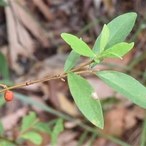 Wikstroemia indica at Sheldon, QLD - suppressed