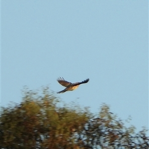 Manorina melanocephala at Orangeville, NSW - 4 Feb 2025 07:21 PM