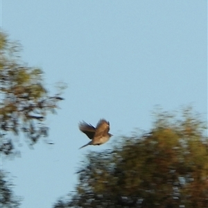 Manorina melanocephala at Orangeville, NSW - 4 Feb 2025 07:21 PM